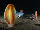 Sea Pens and a Blue Cod Appear in Shallow Waters in Long Sound