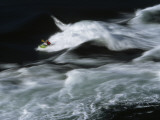 Paddlers Converge on Sechelt Rapids to Ride Surfing Waves