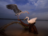 A Bird Hunter Wearing a Heron Decoy in the Indus River