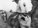 Nicaraguans Braid and Tie Horses' Tails to Keep Them Out of the Mud