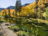 Aspen Trees Lining the Shallow Bed of a Mountain Stream