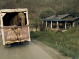 An Elephant Rides to the Next Show in the Back of a Circus Truck