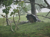 A Small Child Takes Refuge under His Father's Umbrella