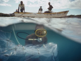Commercial Fish Collectors Capture Cichlids