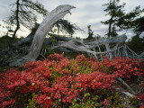 In Fall Red Leaves of Alpine Bearberry and Blueberry Carpet Lowlands
