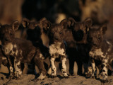 A Litter of African Wild Dogs