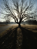 A Silhouetted Oak Tree Dwarfs a Cannon