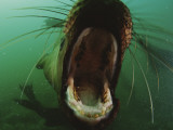 A Young Steller's Sea Lion with its Mouth Wide Open