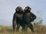 A Pair of Orphan Chimpanzees at the Tchimpounga Sanctuary