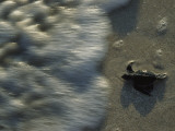 A Newly Hatched Green Turtle Marches to the Sea