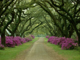 A Beautiful Driveway Lined with Trees and Purple Flowering Bushes