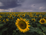 A Field of Sunflowers under a Dark and Stormy Cloud-Filled Sky