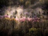 Misty View of a Forested Hillside with Trees in Bloom