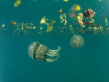 Jellyfish Pulse Through a Pacific Lagoon