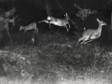 Deer Leap in Earliest Nighttime Flash Photography Shot