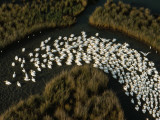 A Flotilla of White Pelicans in a Mississippi Delta Salt Marsh