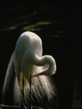 Flamboyant Plumes Mark the Breeding Phase of the Great Egret