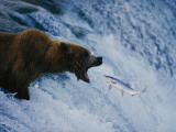 A Grizzly Bear Opens Wide for a Mouth Full of Salmon