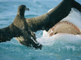 A Shark Threatens a Fledgling Albatross