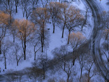Trees Tipped with Sunlight in Snow-Covered Central Park