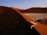 A Snake on a Sand Dune