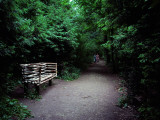 A Bench Near the Favorite Path of Leo Tolstoy at Yasnaya Polyana