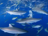 Silky Sharks and Yellowtail Snappers Feed on Dive Boat Offerings