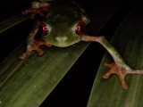 A Red Eyed Tree Frog  Agalychnis Callidryas