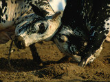 Two  Bulls Locking Heads in the Omani Style of Bullfighting