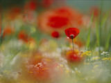 Poppies and Wildflowers in the Desert Land of Petra