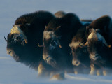 Musk-Oxen  Ovibos Moschatus  Huddle in a Protective Formation