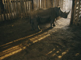 Sunrays Through an Animal Pen  Backlighting a Rare White Rhinoceros