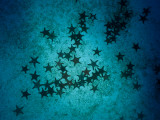 Sea Stars at Gordon Rocks