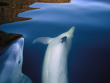 Two Bottlenose Dolphins  Tursiops Truncatus  Frolic in Doubtful Sound