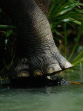 The Foot of an Elephant over a Rain Forest Stream