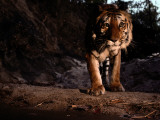 An Indian Tiger  Panthera Tigris Tigris  Walks Toward the Camera