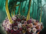 Sea Urchins Munch on Bits of Algae Fallen from Kelp Stalks