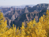 Fall Colors on the North Rim in Early Morning Sunlight