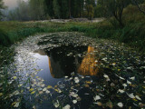 A Placid Pool Reflects El Capitan in Yosemite National Park