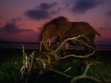 Forest Elephant  Loxodonta Africana Cyclotis  Walking Along a Beach