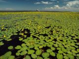 A River Delta Filled with Lily Pads