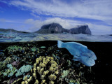 Humphead Wrasse and Other Fish Swimming in a Coral Reef