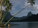 Coconut Palms Lean over Moorea's Tranquil Waters