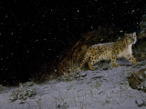 A Remote Camera Captures a Snow Leopard in the Falling Snow