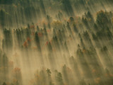 Aerial View of Autumn-Hued Forest with Morning Fog