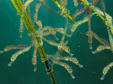 In a Tangle of Tails and Twigs  Newborn Seahorses Drift