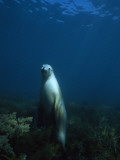 An Australian Sea Lion on Alert for Great White Sharks