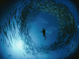 A Naturalist Is Ringed by a Group of Rotating Barracuda