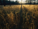 An Open Meadow Created by Periodic Fires Which Sweep This Area