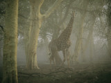 A Giraffe Walking in a Misty Forest in the Ndumu Game Reserve